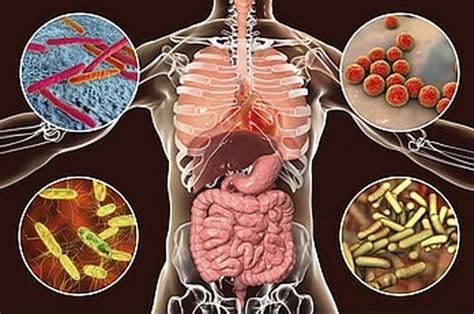 Infeksi pada Organ dalam