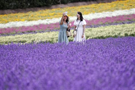 Japan Lavender festival