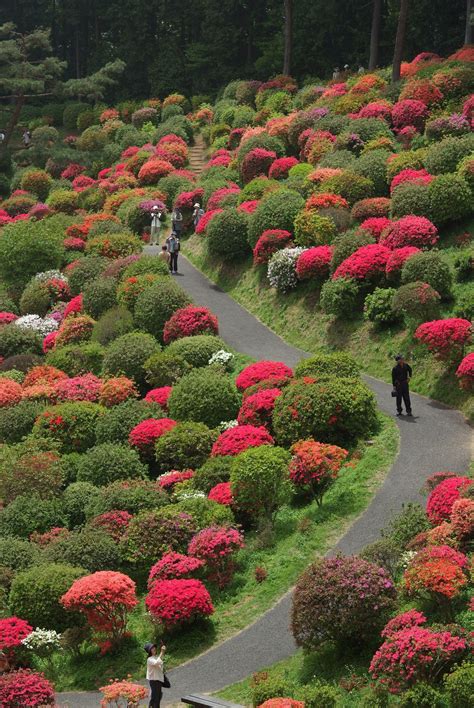 Japan Rhododendron Festival