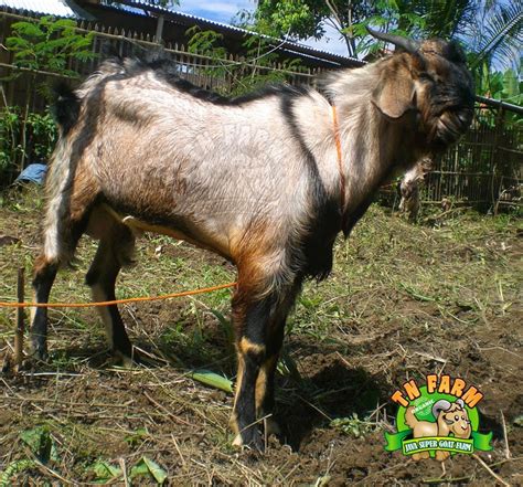 Kambing Bligon Indonesia