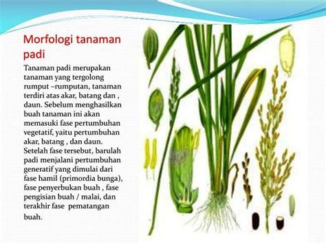 Karakteristik Fisik dan Morfologi Padi Padjadjaran