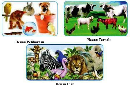 Karakteristik Hewan-hewan di Sekitar Kita