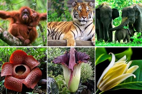 Hewan dan Tumbuhan di Indonesia