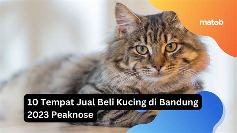 Panduan Jual Beli Kucing di Indonesia: Temukan Kucing Pilihan Anda dengan Mudah