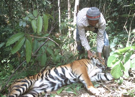 Mencegah Penebangan Liar dan Pemburu Harimau