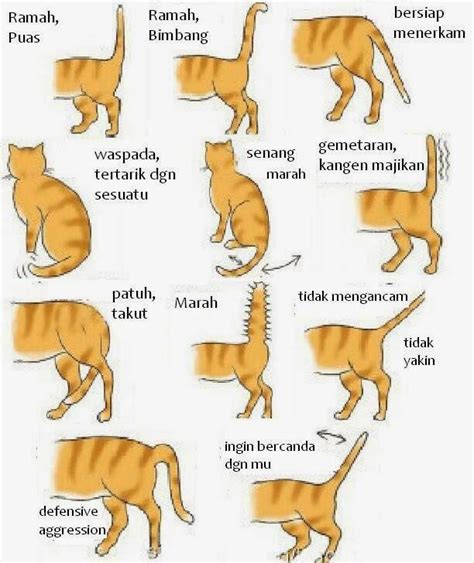 Mengenali Bahasa Tubuh Kucing