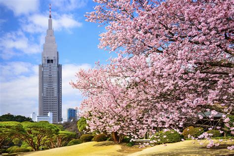 Musim Semi dan Sakura di Jepang