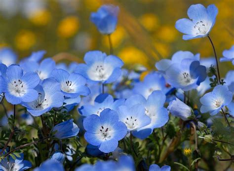 Nemophila