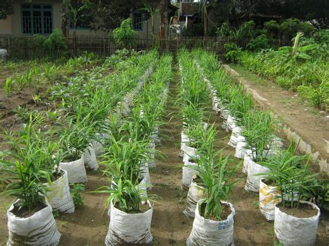 Panen dan Pemasaran Jahe Merah Hasil Budidaya di Polybag