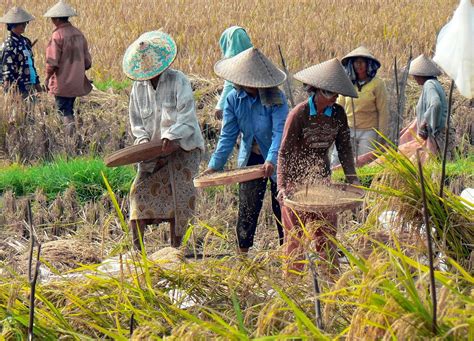 Panen padi di Indonesia