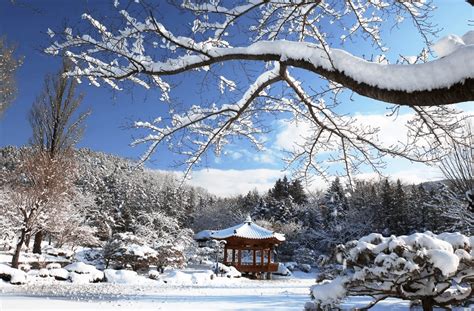 Pemandangan Salju Musim Dingin di Jepang