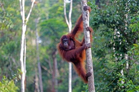 Interaksi Pemangsa dan Mangsa di Hutan Indonesia