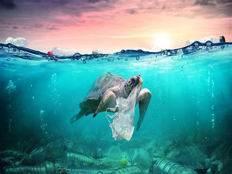 Pencemaran Laut Akibat Tutup Gelas Plastik