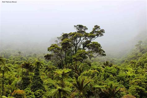 Peran Kita dalam Melestarikan Hutan Hujan