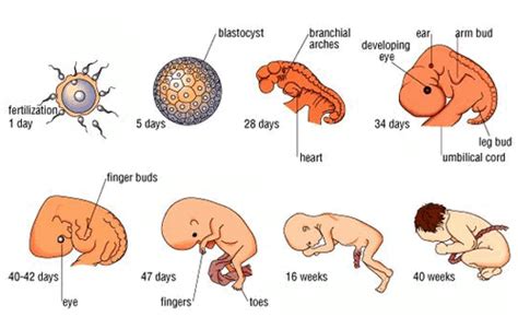 Perkembangan Pada Hewan dari Bayi Hingga Dewasa