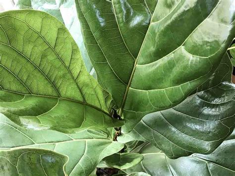 Pests Fiddle Leaf Fig