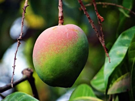 Petik Mangga Tropical Fruit Farm