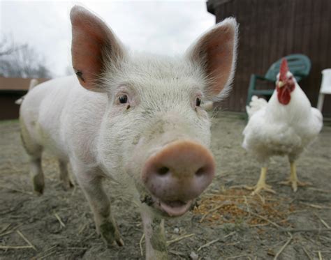 Pigs in Animal Farm Image