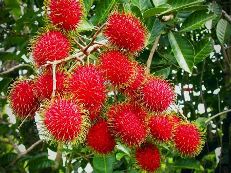 Pohon Rambutan in Indonesia