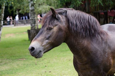 Poni coklat gelap jepang