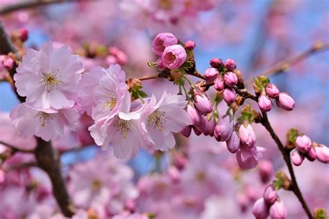 Sakura Bunga Khas Musim Semi di Jepang