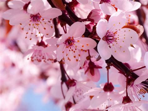 Sakura Jepang Makna