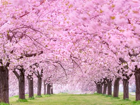Sakura Jepang Warna