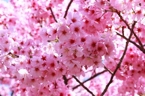 Discovering the Beauty of Sakura in Indonesia