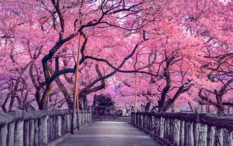 Sakura-japan