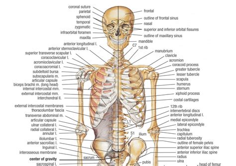 Simulasi Anatomi Tubuh Manusia