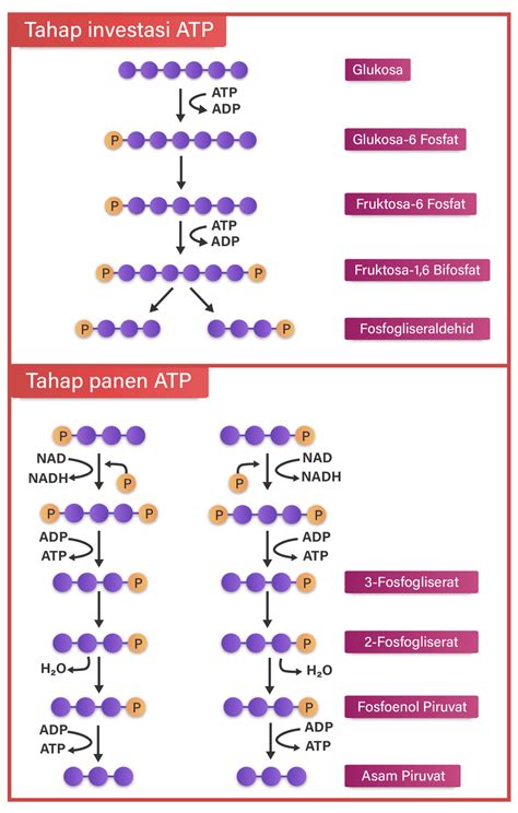 Tahapan-tahapan Glikolisis in Indonesia