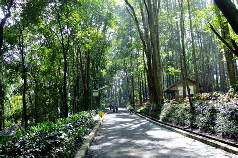 Taman Hutan Raya Indonesia