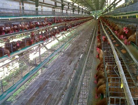 Tata Letak Kandang Ayam Broiler dalam Desain Produksi