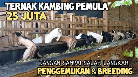 Ternak Kambing