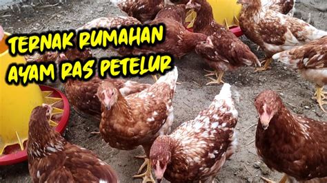 Ternak Rumahan: Peluang Bisnis Menggiurkan di Indonesia