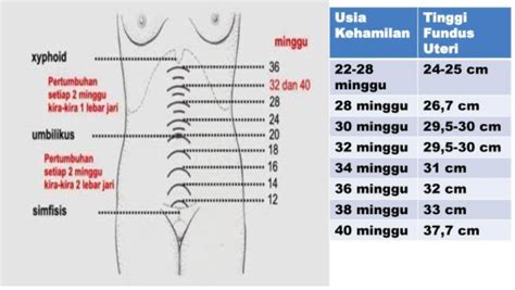 Tinggi Fundus Uteri (TFU) pada setiap trimester