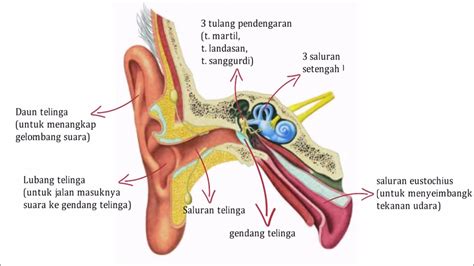 Ukuran Telinga sebagai Petunjuk