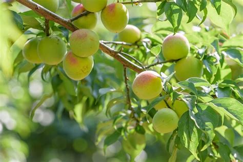 Ume Buah Jepang