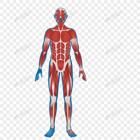 Gambar Anatomi Tubuh Manusia