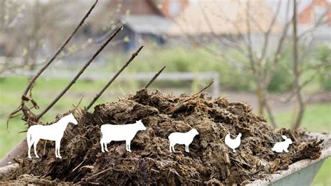 farm animal poop fertilizer