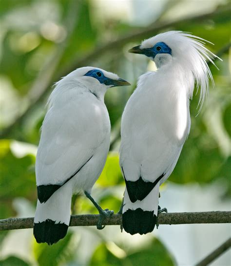 Bali Starling