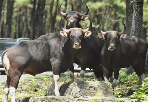 Banteng Bergerak di Hutan Indonesia