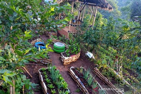 berkebun organik pada musim hujan