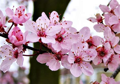 bunga sakura jepang