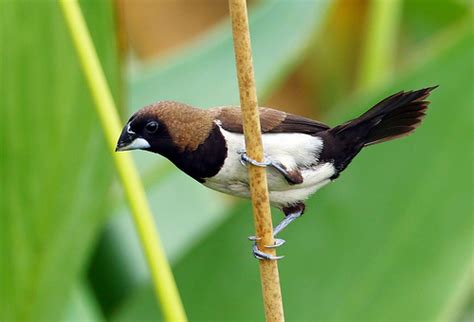 Burung Pemakan Biji-bijian Indonesia