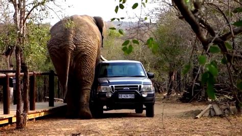 car attacking animal