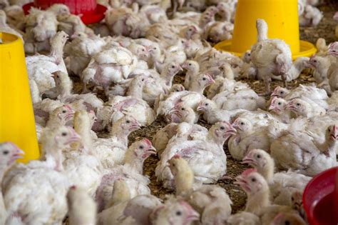 Chickens in Factory Farms