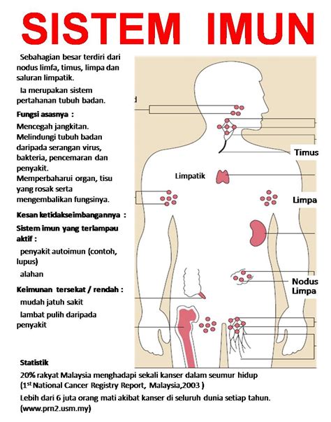 Soal Sistem Imun pada Tubuh Manusia