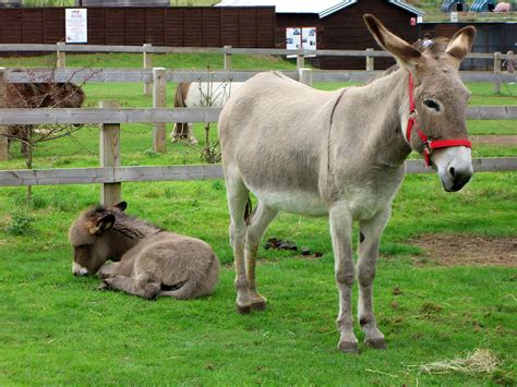 Donkey in Animal Farm