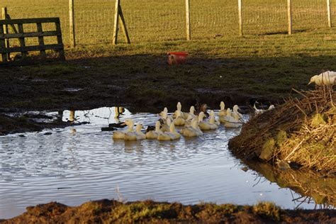 Ducks